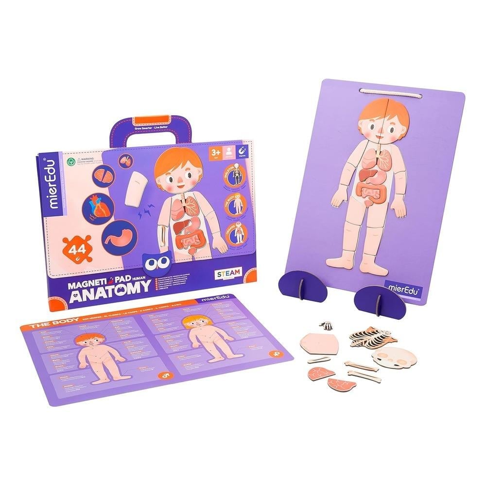 Mieredu Manyetik Tablet - İnsan Anatomisi