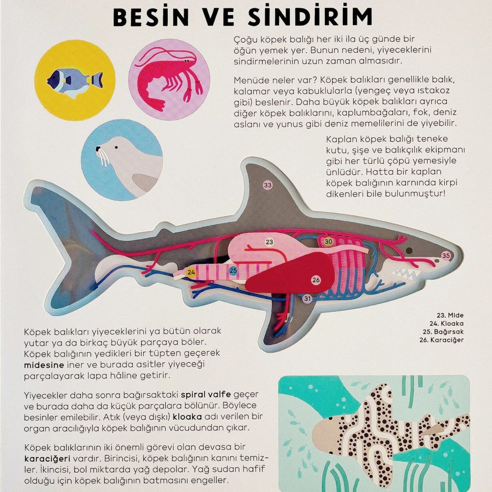 Köpek Balığı Kitabı