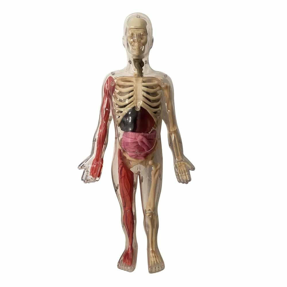 İnsan Vücudunu Keşfediyorum Poster - Model ve Kitap STD